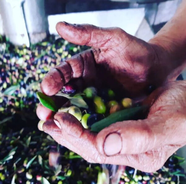 Andriotis Greek Olive Oil sygkomidi elion