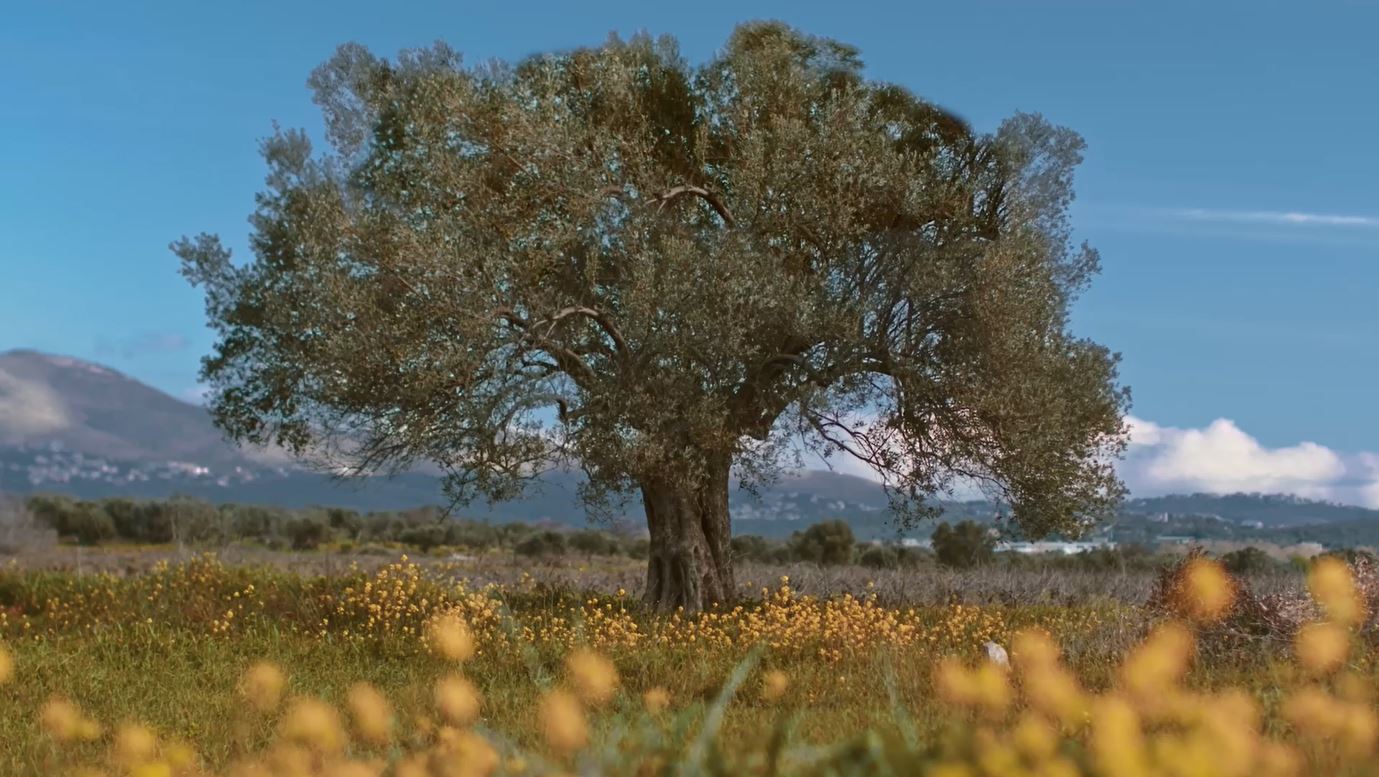 Andriotis Greek Olive Oil olive tree
